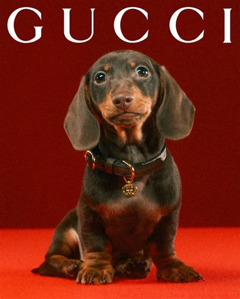 gucci puppy|Gucci pet slang.